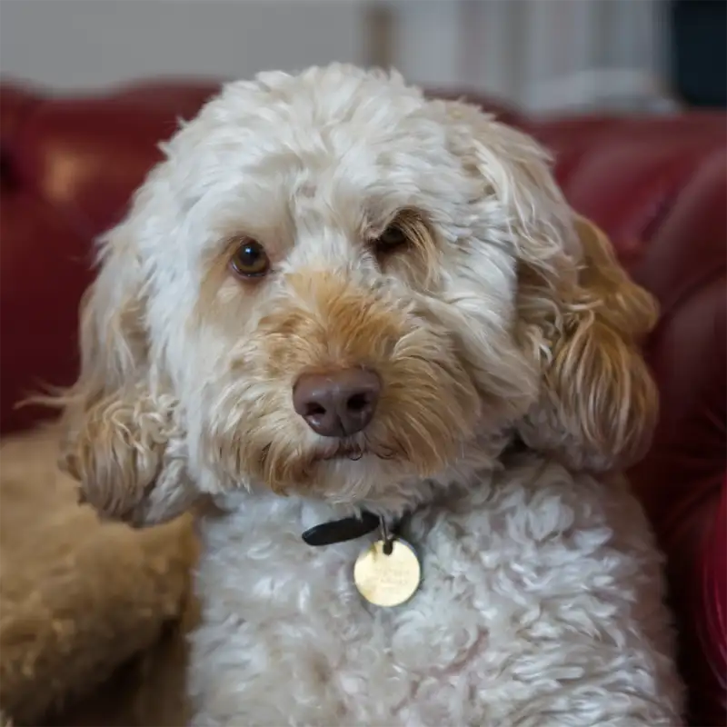 Fudge - Office Dog